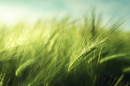 ein Feld mit frischen Ähren